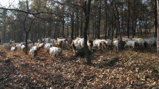 松林里的山羊群