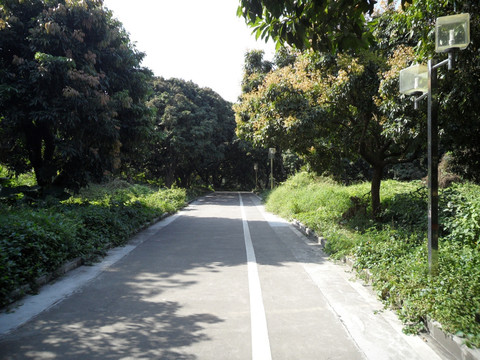 道路