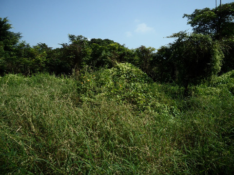 荒山野岭