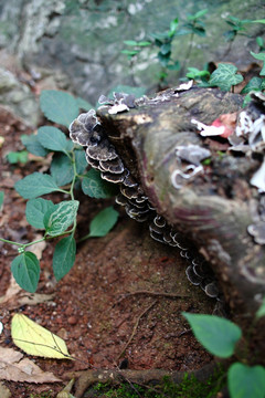 野生菌类