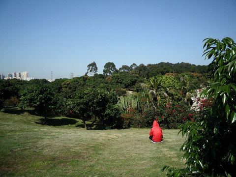 草地 树林