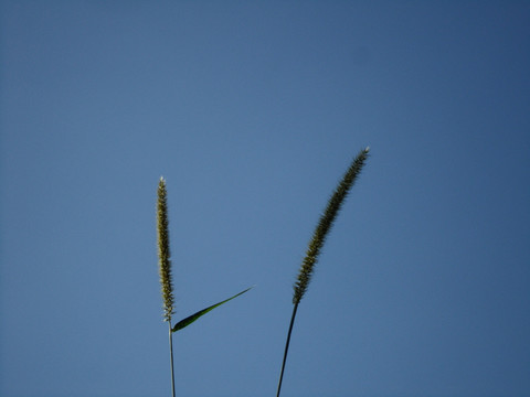 狗尾巴草