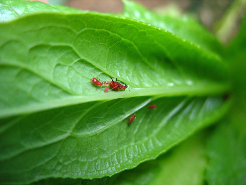 红色蚜虫