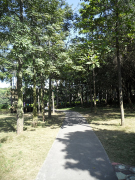 林间小路
