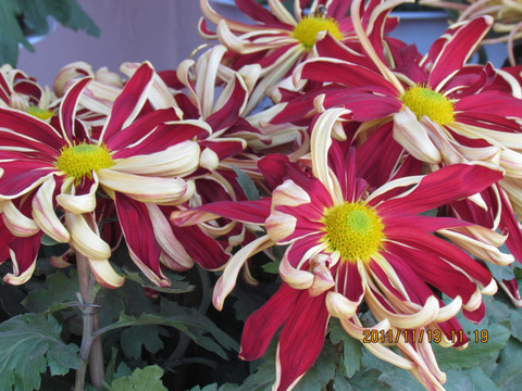 菊花