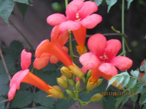 凌霄花