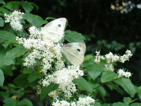 蝴蝶与花