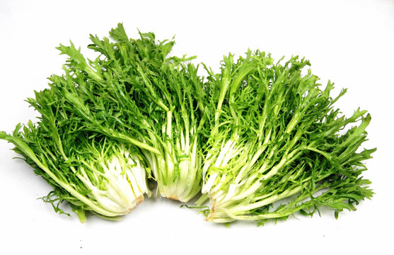 苦菊