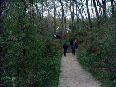 林间小路