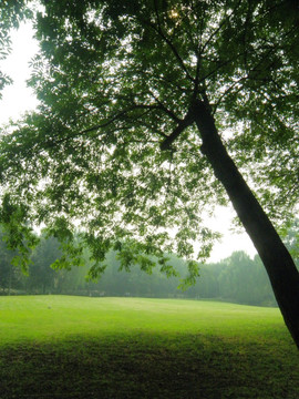 杭州 西湖 绿树