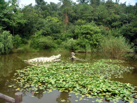 莲花池