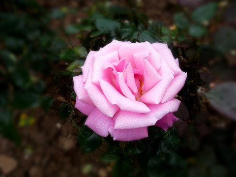 玫瑰花