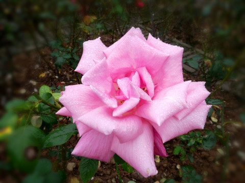 玫瑰花