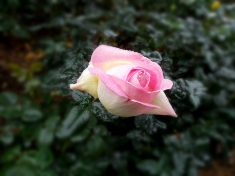 玫瑰花