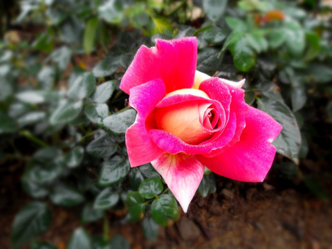 玫瑰花