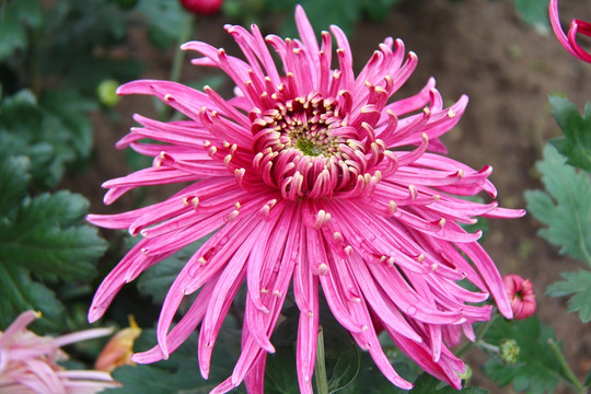 菊花