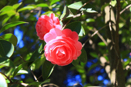 云南山茶花