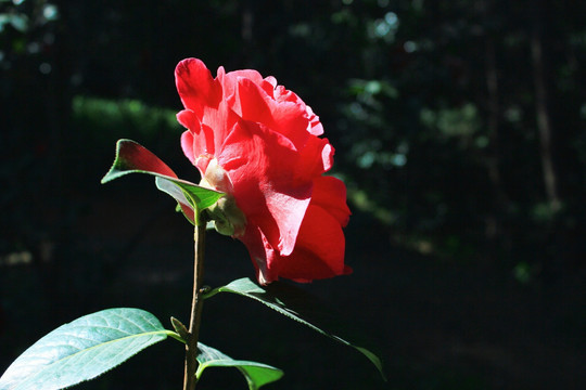 云南山茶花