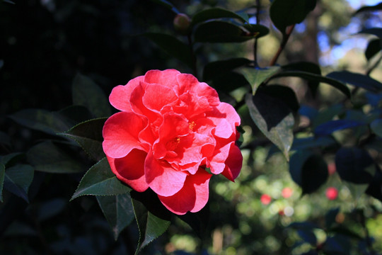 云南山茶花