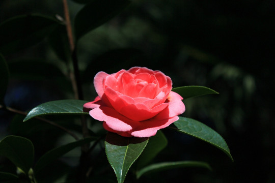 云南山茶花