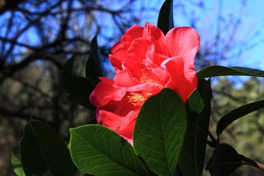 云南山茶花