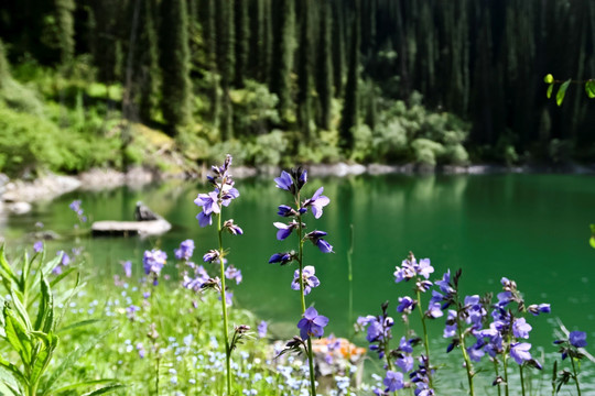 湖边的野花