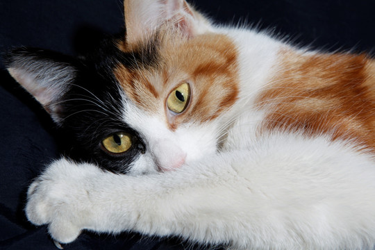 猫 家猫 动物摄影   猫咪 可爱 花猫