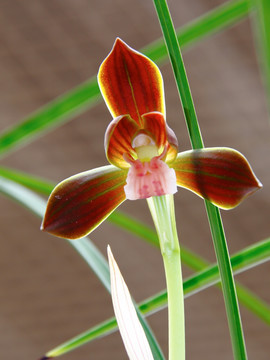 名贵兰花