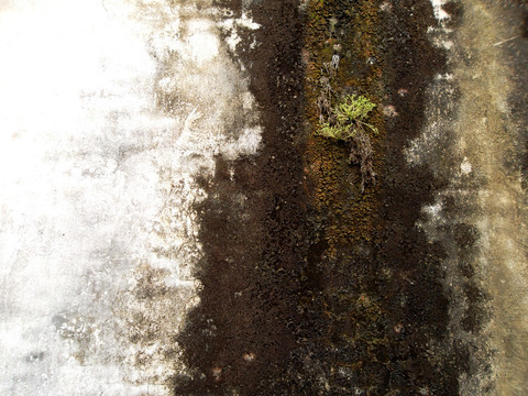 苔藓 墙 墙壁