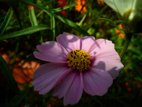 紫色波斯菊