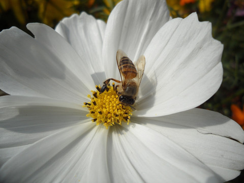 蜜蜂 白色波斯菊