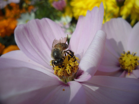 蜜蜂 紫色波斯菊