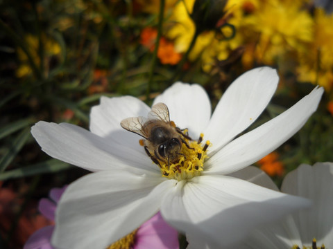 白色波斯菊 蜜蜂