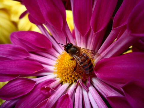 菊花 蜜蜂