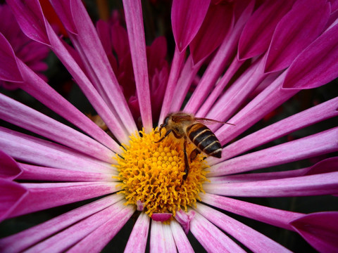 菊花 蜜蜂