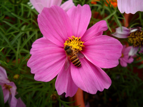 紫色波斯菊 蜜蜂