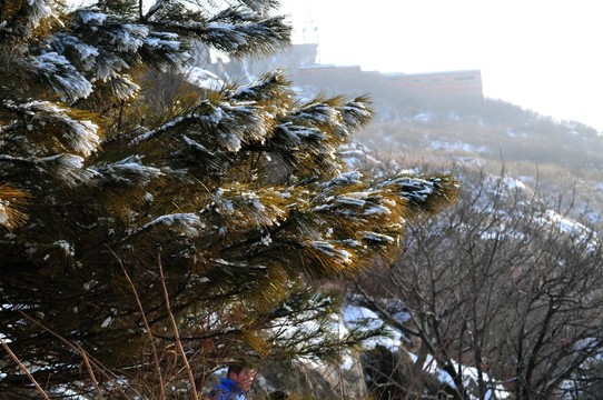 泰山雪松