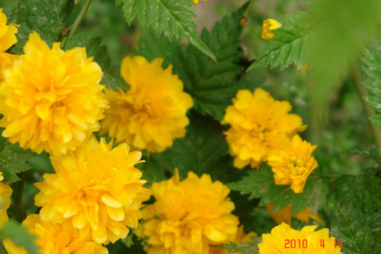 黄花