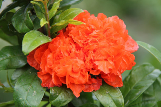 石榴花
