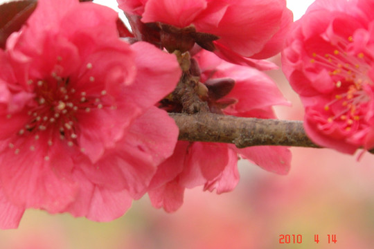 地桃花