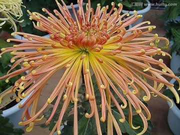 菊花