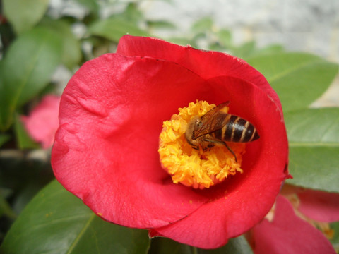 茶花 蜜蜂