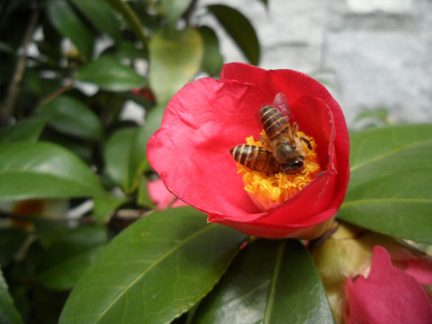 茶花 蜜蜂
