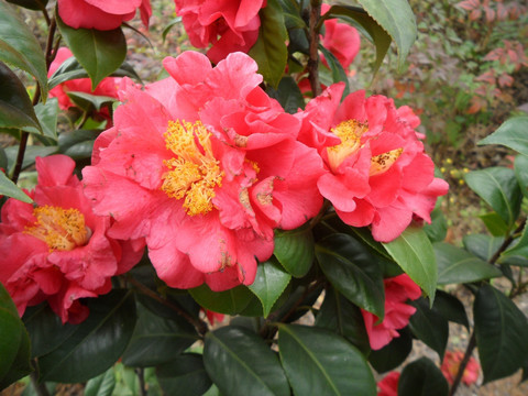 茶花