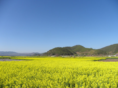 金色田野