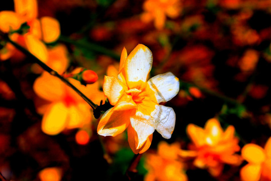迎春花