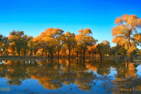 碧水胡杨景观（非高清）