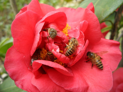 山茶花 蜜蜂
