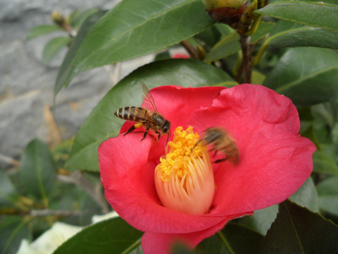 山茶花 蜜蜂