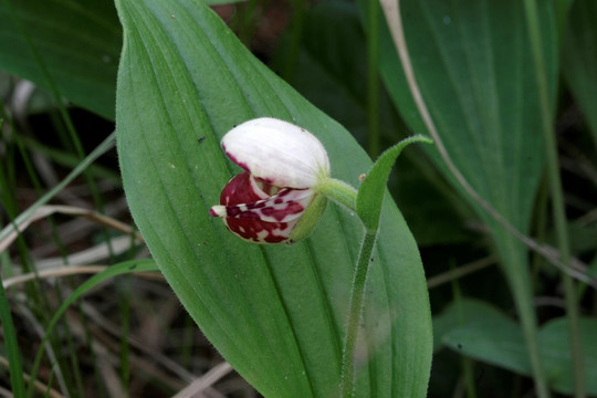 野生斑花杓兰